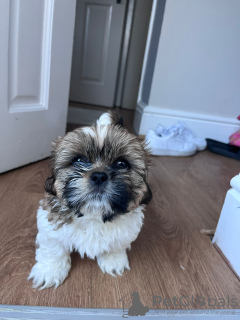 Photo №1. shih tzu - for sale in the city of West Bromwich | 900$ | Announcement № 54467