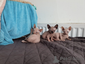 Photo №1. sphynx cat - for sale in the city of Starnberg | negotiated | Announcement № 32650