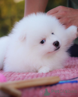 Additional photos: Pomeranian Spitz