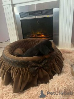 Photo №1. dachshund - for sale in the city of New Garden | negotiated | Announcement № 165686