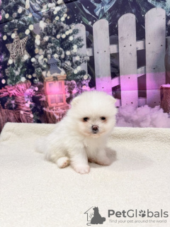 Additional photos: Super tiny snowballs Pomeranians