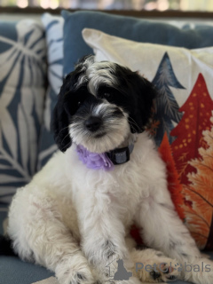 Photo №1. labradoodle - for sale in the city of Kilkenny | negotiated | Announcement № 156280