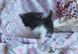 Additional photos: Wonderful kittens are urgently looking for foster care or a home