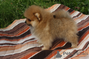 Photo №1. german spitz - for sale in the city of Eagle | 703$ | Announcement № 7191