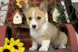 Photo №2 to announcement № 63550 for the sale of welsh corgi - buy in Greece 