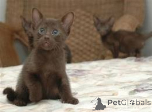 Photo №1. havana brown - for sale in the city of Dresden | 774$ | Announcement № 160459