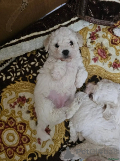 Photo №1. bichon frise - for sale in the city of Castrop-rauxel | 599$ | Announcement № 175722