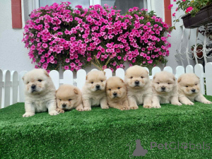 Photo №1. chow chow - for sale in the city of Sombor | negotiated | Announcement № 155713