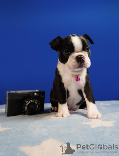 Additional photos: Boston terrier puppies