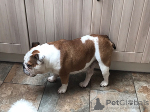 Photo №4. I will sell english bulldog in the city of Lichtenstein. breeder - price - 402$