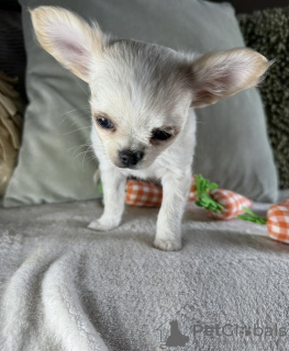 Additional photos: CHIHUAHUA PUPPY