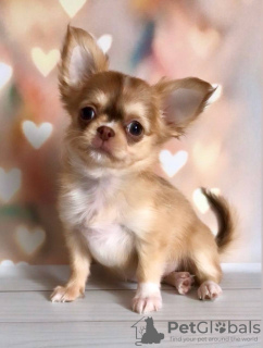 Photo №1. chihuahua - for sale in the city of Munich | 269$ | Announcement № 104850