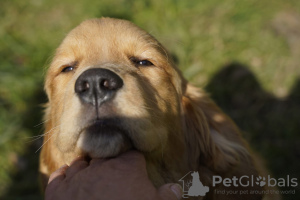 Additional photos: Girls Golden Retriever