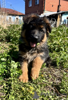Photo №2 to announcement № 142478 for the sale of german shepherd - buy in Russian Federation from nursery, breeder