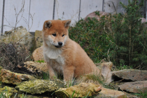 Photo №1. shiba inu - for sale in the city of Voronezh | 801$ | Announcement № 5051