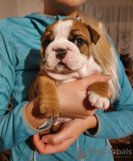 Photo №2 to announcement № 13479 for the sale of english bulldog - buy in Germany from nursery