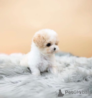 Photo №1. poodle (toy) - for sale in the city of Ohio | 1000$ | Announcement № 168226