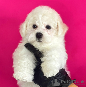 Photo №4. I will sell bichon frise in the city of Tel Aviv. from nursery, breeder - price - 3500$
