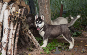 Photo №1. siberian husky - for sale in the city of Smolensk | 348$ | Announcement № 7312