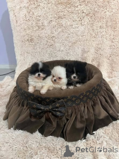 Photo №1. pomeranian - for sale in the city of New Garden | 516$ | Announcement № 174484