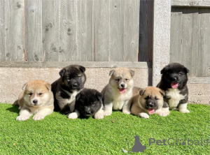 Photo №1. akita - for sale in the city of Celle | 361$ | Announcement № 154433