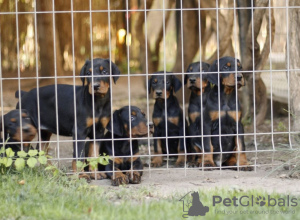 Additional photos: Doberman puppies