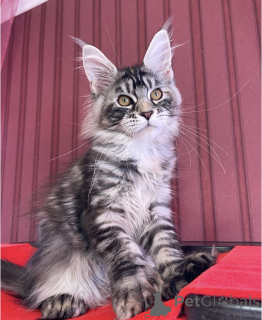 Photo №1. maine coon - for sale in the city of Bellaire | 550$ | Announcement № 161773
