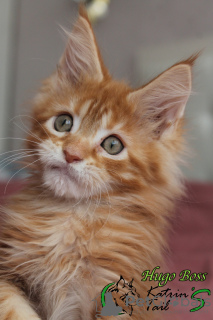 Photo №4. I will sell maine coon in the city of St. Petersburg. private announcement, from nursery, breeder - price - 678$