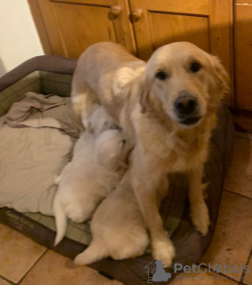Photo №3. Affordable Golden Retriever Puppies available. Netherlands