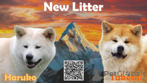 Photo №3. Akita puppies for sale. Serbia