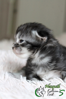 Photo №4. I will sell maine coon in the city of St. Petersburg. private announcement, from nursery, breeder - price - 801$
