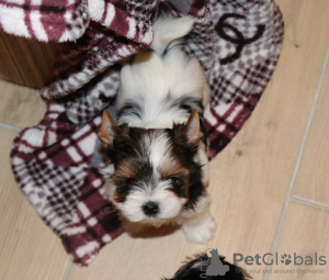 Photo №4. I will sell beaver yorkshire terrier in the city of Minsk. from nursery - price - negotiated