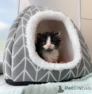 Photo №2 to announcement № 147404 for the sale of domestic cat - buy in Germany private announcement, breeder