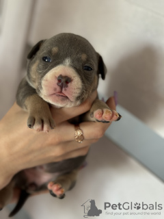 Photo №3. American bully puppies SHOW CLASS. United States