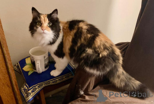 Photo №2 to announcement № 139214 for the sale of maine coon - buy in United States breeder