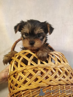Photo №2 to announcement № 73044 for the sale of beaver yorkshire terrier, yorkshire terrier - buy in Latvia private announcement, from nursery, breeder