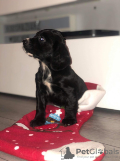 Photo №4. I will sell american cocker spaniel in the city of Maarssen. private announcement, from nursery - price - 475$