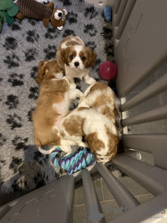 Photo №1. cavalier king charles spaniel - for sale in the city of Sacramento | 220$ | Announcement № 64142