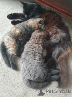 Photo №2 to announcement № 158963 for the sale of ragdoll - buy in Poland private announcement