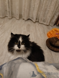 Photo №1.  - for sale in the city of Moskova | Is free | Announcement № 157977