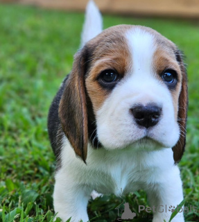 Photo №1. beagle - for sale in the city of Hannover | negotiated | Announcement № 157865
