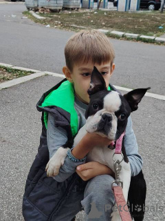 Photo №1. boston terrier - for sale in the city of Belgrade | negotiated | Announcement № 166972