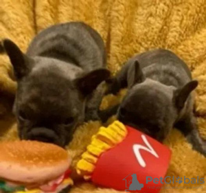 Photo №2 to announcement № 18136 for the sale of french bulldog - buy in Ukraine private announcement