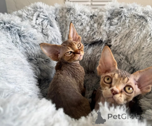 Photo №1. devon rex - for sale in the city of Cölbe | 361$ | Announcement № 178170