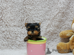 Photo №2 to announcement № 101328 for the sale of yorkshire terrier - buy in Germany 
