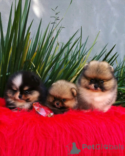 Photo №3. Pomeranian puppies for adoption. United States