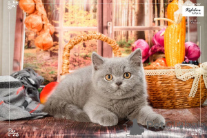 Photo №4. I will sell british shorthair in the city of Balta. breeder - price - negotiated