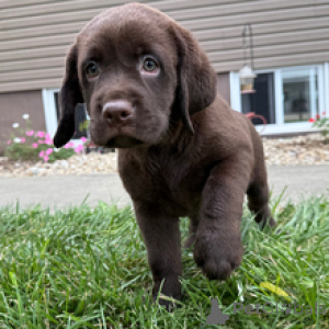 Photo №3. Odessa Labrador Retriever Female 8 Weeks Old Ready to Go Home. Germany