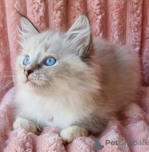 Photo №4. I will sell neva masquerade in the city of Kyivets'. private announcement, from nursery, breeder - price - 700$