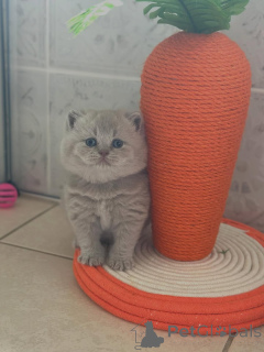 Photo №4. I will sell british shorthair in the city of Venice. private announcement - price - negotiated